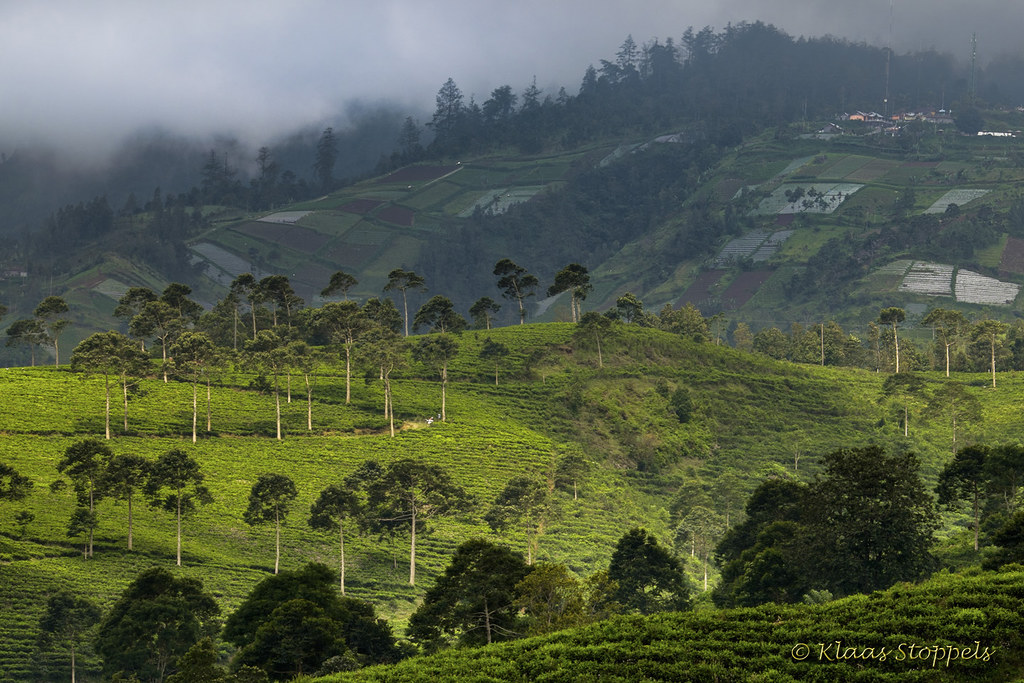 kemuning tea plantation